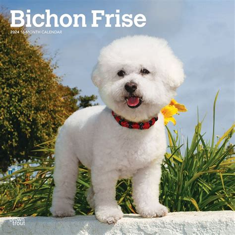 bichon frise gifts|bichon frise merchandise.